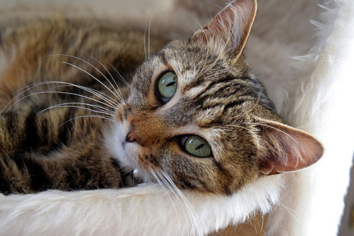 brown cat laying on side