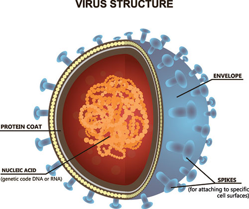 Structure of HIV Virus